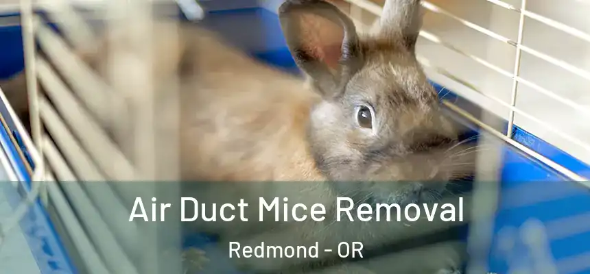 Air Duct Mice Removal Redmond - OR